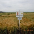 Sortni ogledi strnih žita, Kikinda - jun, 2012. godine