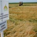 Strna žita,Kikinda 2012