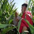 GEVES-ogled sa kukuruzom