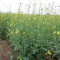 Uljana repica, lokalitet Toplana - Sombor 2012