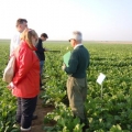 GEVES-VCU ogled sa šećernom repom 2013.
