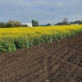 VCU ogled ozime uljane repice 2021 -Rimski Šančevi