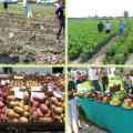 Dani povrća u Laliću