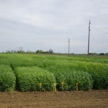 Ogled strna žita - Sombor, april 2015. godine
