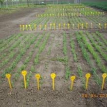 Sombor, april 2015. godine - grašak referentna kolekcija