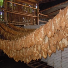 Prirodno sušenje duvana, Gunaroš 2012. godine