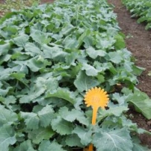 VCU ogledi sa ozimom uljanom repicom - Rimski Šančevi, 21.10.2014.god.