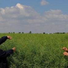 VCU ogled sa uljanom repicom - NS maj 2015. godine