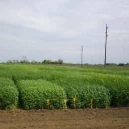 Ogled strna žita - Sombor, april 2015. godine