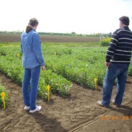 Sombor, april 2015. godine