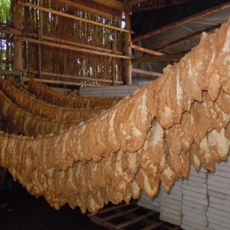 Prirodno sušenje duvana, Gunaroš 2012. godine