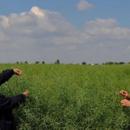 VCU ogled sa uljanom repicom - NS maj 2015. godine