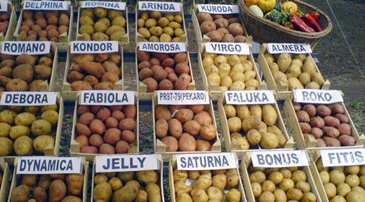 Sorte krompira Srbija